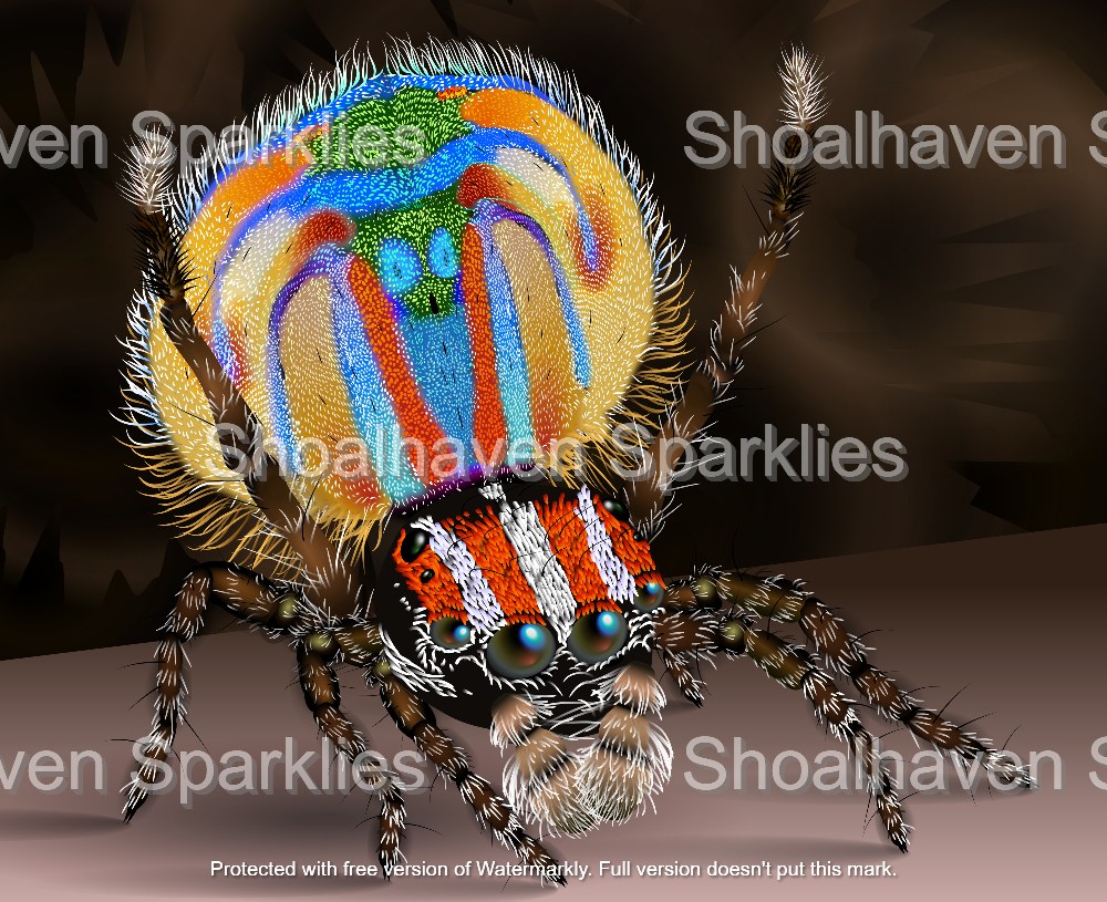 Peacock Spider 40x50