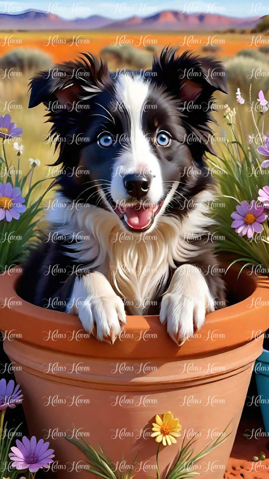 Collie dog sitting in pot in the outback