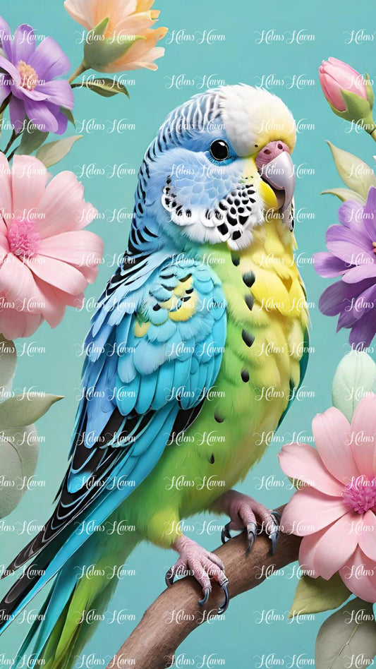 Cute baby budgie