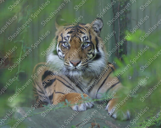 A tiger stares into the camera lens surrounded by green fronds