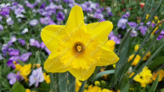 Close up of a daffodil in a field of flowers
