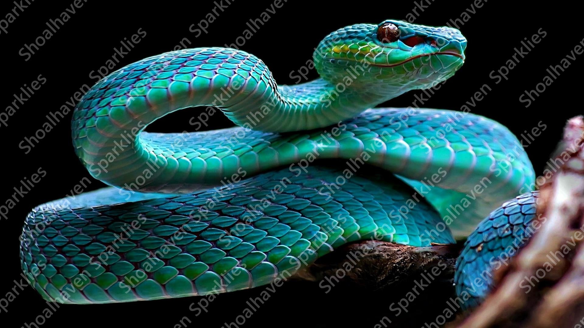 Teal Snake – shoalhavensparklies