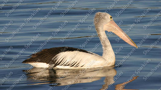 A pelican serenely glides on the water at Greenwell Point
