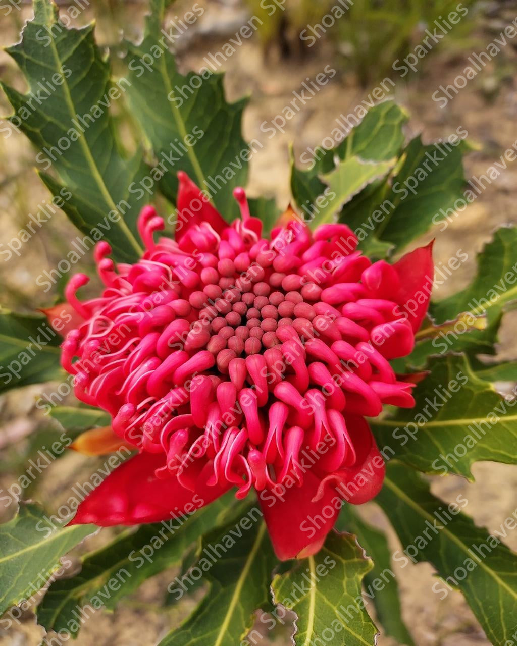 Taken by Jen herself, this photo of a waratah.