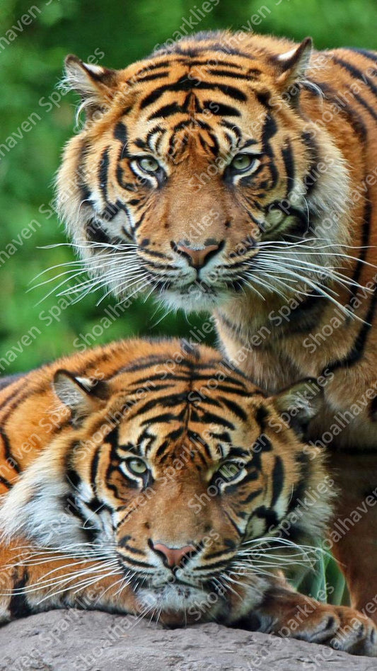 Two tigers stare at you, waiting to pounce