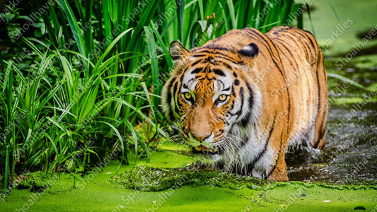 A tiger stalks slowly through a green pond