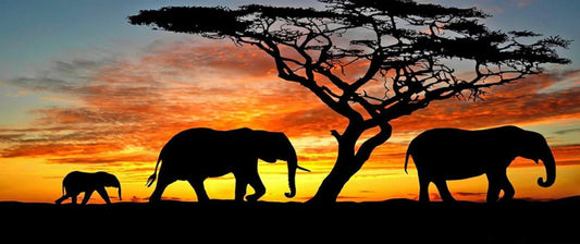 Elephant Sunset