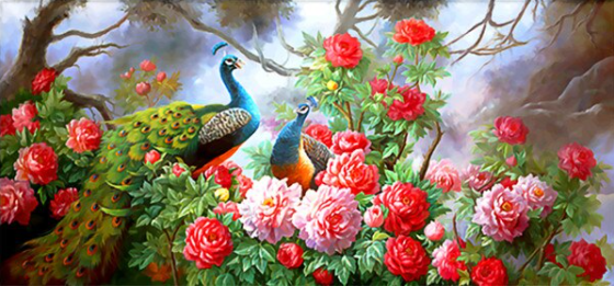 Rose Peacocks