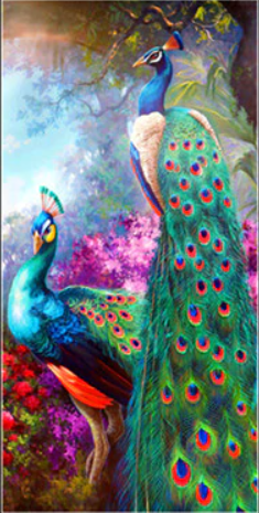 Two Colourful Peacocks
